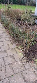 Liguster Haag - Mooie, sterke haagplanten, Ophalen, Liguster, Haag, Minder dan 100 cm