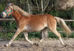 Super grote gave 1,5 jarige haflinger hengst!, Dieren en Toebehoren, Pony's, E pony (1.48m - 1.57m), Gechipt, Dressuurpony, 0 tot 2 jaar