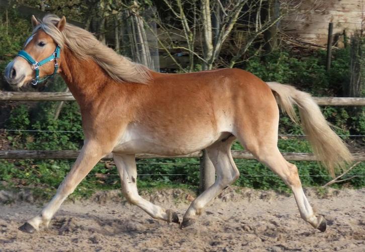 Super grote gave 1,5 jarige haflinger hengst!, Dieren en Toebehoren, Pony's, Hengst, Onbeleerd, E pony (1.48m - 1.57m), Dressuurpony