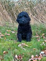 Kleine medium labradoodle pups te koop!, Overige rassen, CDV (hondenziekte), 8 tot 15 weken, Meerdere
