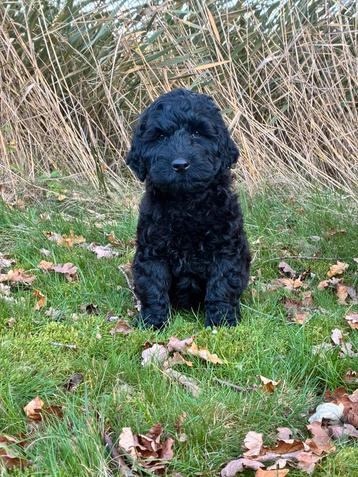 Kleine medium labradoodle pups te koop! WIj mogen verhuizen! beschikbaar voor biedingen