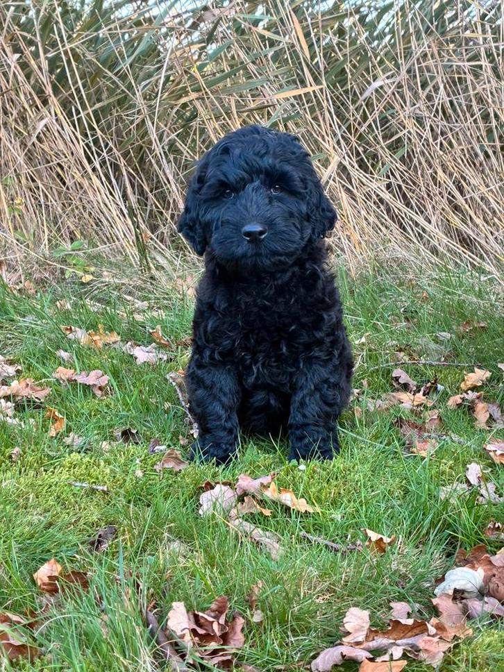 Kleine medium labradoodle pups te koop! WIj mogen verhuizen!, Dieren en Toebehoren, Honden | Chihuahua's en Gezelschapshonden