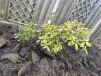 Rhododendron, Vaste plant, Halfschaduw, Lente, Ophalen