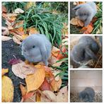 Minilop konijntje, Mannelijk, Overige typen, Tam, September