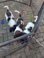 Friese Stabij pups Bruinschimmel, Dieren en Toebehoren, Overige rassen, CDV (hondenziekte), 8 tot 15 weken, Meerdere