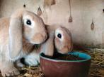 2  mooie gecastreerde hangoor rammetjes, Dieren en Toebehoren, Konijnen, Mannelijk, Middelgroot, Hangoor, 0 tot 2 jaar