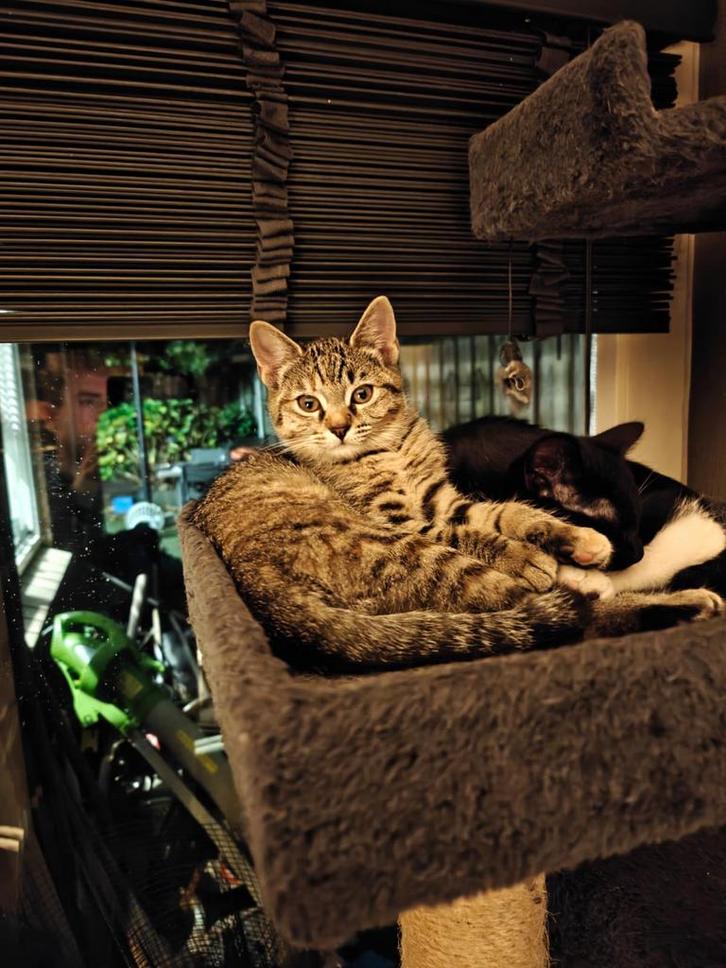 Lieve kittens te koop, Dieren en Toebehoren, Katten en Kittens | Overige Katten, Kortharig, Meerdere dieren, 0 tot 2 jaar