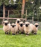 Wallischer schwarznase schapen te koop, Dieren en Toebehoren, Schapen, Geiten en Varkens, Vrouwelijk, Schaap