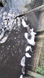 Witte kwakers en loopeenden kuifzaagbekken, Dieren en Toebehoren, Pluimvee, Meerdere dieren, Eend