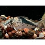 Corydoras fowleri, Vis, Zoetwatervis
