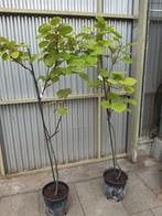 Kiwi gold Mannelijk, Ophalen, 100 tot 250 cm, Overige soorten