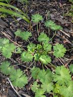 Geranium bodembedekker tuinplant sterke plant, Ophalen, Bodembedekkers, Halfschaduw
