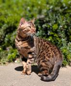 Prachtige en lieve bengaal poes, 3 jaar, Poes, Gechipt, 3 tot 5 jaar