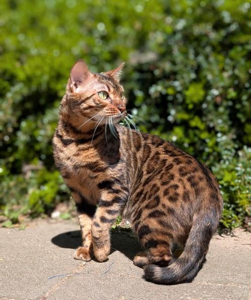 Prachtige en lieve bengaal poes, 3 jaar, Dieren en Toebehoren, Katten en Kittens | Raskatten | Korthaar, Poes, 3 tot 5 jaar, Met stamboom