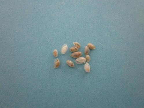 Schelpen: Diniatys dentifer 3-4 mm F++ (per 2), Verzamelen, Mineralen en Fossielen, Schelp(en), Verzenden