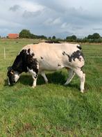 Drachtige dikbil koe, Dieren en Toebehoren, Vrouwelijk