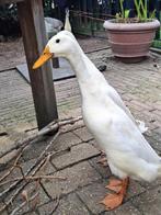 Witte Loopeend / fleseend woerd, Dieren en Toebehoren, Pluimvee, Mannelijk, Eend