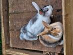 2 jonge konijnen, Dieren en Toebehoren, Konijnen, Meerdere dieren