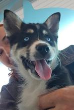 Pomsky reu, laatste pup van het nest, Dieren en Toebehoren, Reu, CDV (hondenziekte), 8 tot 15 weken, Eén hond