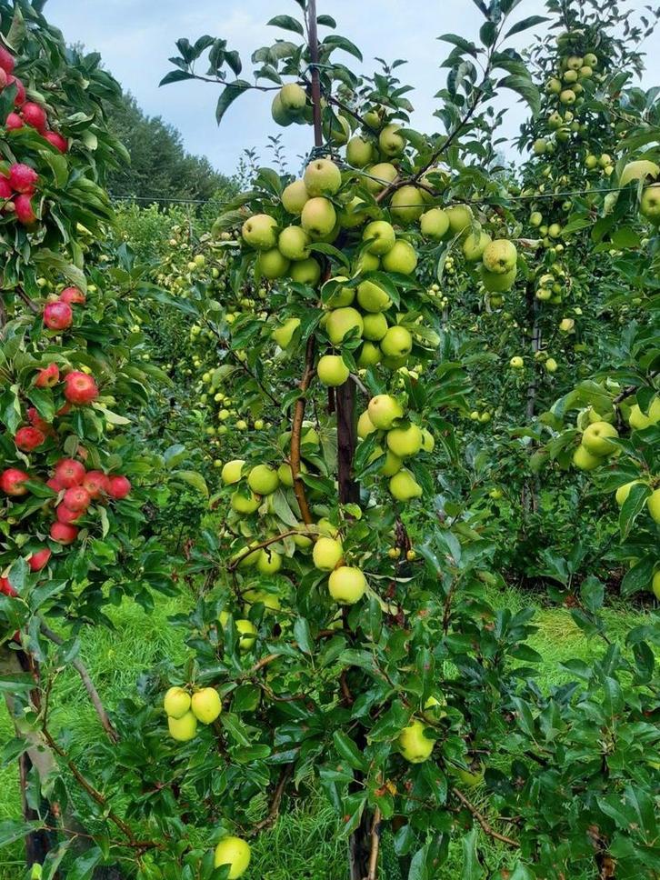 Oude appelbomen, Tuin en Terras, Planten | Bomen, Ophalen of Verzenden