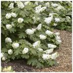 Hydrangea Quercifolia Snow Queen, Ophalen of Verzenden