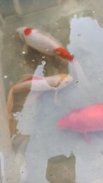 Sluierstaart, Karper of Koi