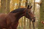11 jarige merrie te koop, Merrie, Z, Gechipt, Dressuurpaard