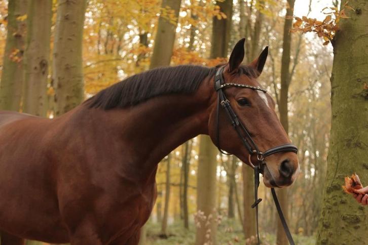 11 jarige merrie te koop, Dieren en Toebehoren, Paarden, Merrie, Z, 160 tot 165 cm, 11 jaar of ouder, Dressuurpaard, Met stamboom