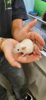 Tamme ratjes, Rat, Juni, Meerdere dieren, Tam