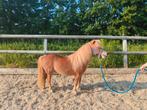 Vosruintje, Dieren en Toebehoren, Pony's, Ruin, A pony (tot 1.17m), 11 jaar of ouder, Recreatiepony