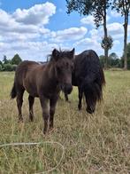 Weiland gezocht, Dieren en Toebehoren, Stalling en Weidegang, Weidegang