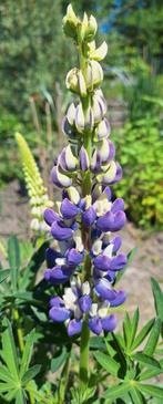 Lupinus mix zaden. Lupine, Ophalen of Verzenden, Volle zon