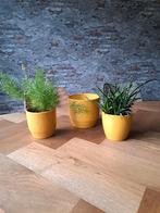 3 gave bloempotten okergeel, Ophalen, Zo goed als nieuw