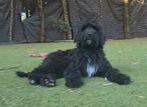 Labradoodle teefje, Dieren en Toebehoren, Honden | Retrievers, Spaniëls en Waterhonden, Nederland, 15 weken tot 1 jaar, Overige rassen
