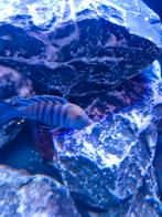 Malawi cichliden bestand koppels, Dieren en Toebehoren, Vissen | Aquariumvissen, Vis