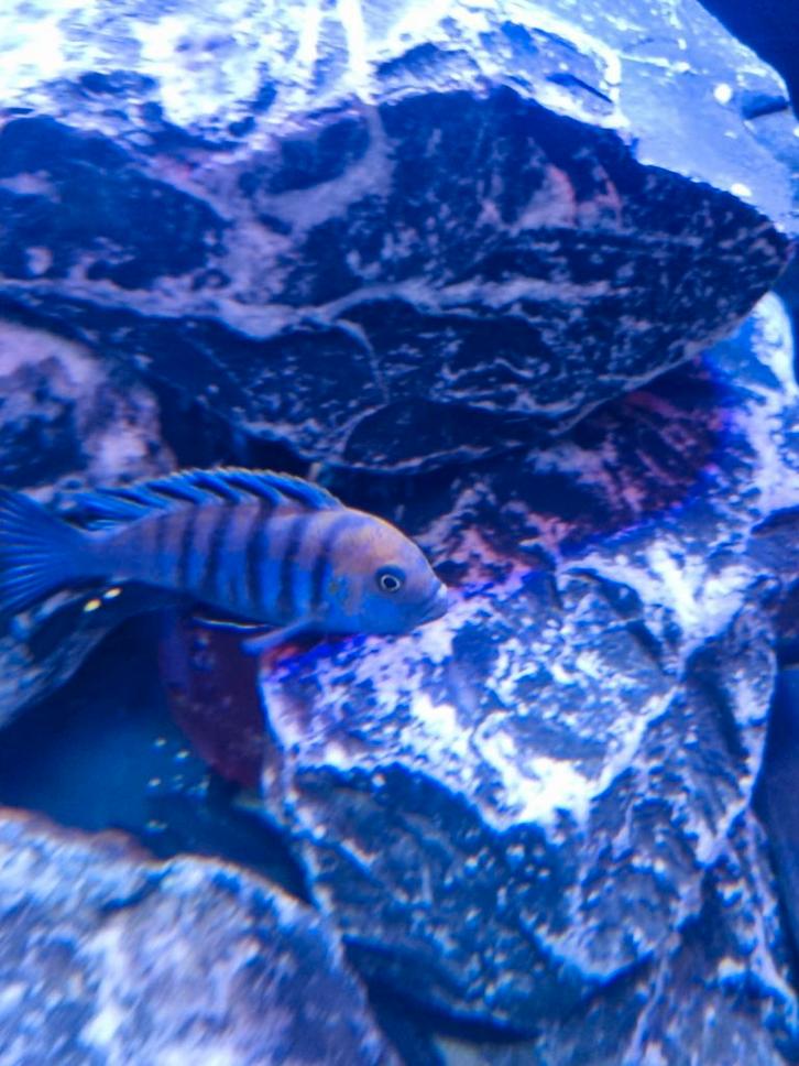 Malawi cichliden bestand koppels, Dieren en Toebehoren, Vissen | Aquariumvissen, Vis