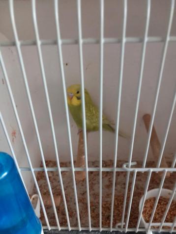 jong grasp[arkietje beschikbaar voor biedingen