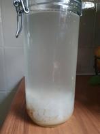 Kefir korrels om waterkefir mee te maken., Diversen, Levensmiddelen, Ophalen