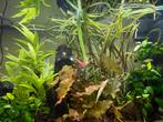 Microdevario kubotai – Green Neon Rasbora te koop (3-5x), Dieren en Toebehoren, Vis