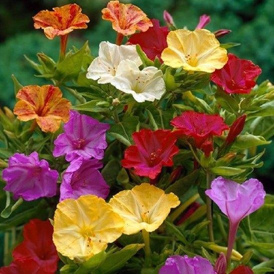 Mirabilis Jalapa zaden mix (nachtschone), Ophalen of Verzenden, Voorjaar, Volle zon, Zaad