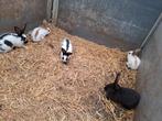 Jonge lotharingers rammelaars, Dieren en Toebehoren, Mannelijk, Groot, 0 tot 2 jaar