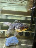 Fancy goldfish Ryukin Oranda HQ, Dieren en Toebehoren, Vissen | Aquariumvissen, Vis