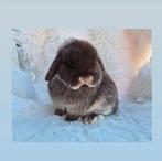 Knuffelhuisje gezocht voor Knap Lief Minilop Voedstertje, Dieren en Toebehoren, Konijnen, Vrouwelijk, Dwerg