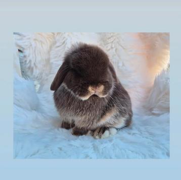 Knuffelhuisje gezocht voor Knap Lief Minilop Voedstertje  beschikbaar voor biedingen