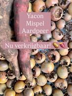 Yacon, mispel en aardpeer, Ophalen