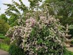 200cm hoog - Deutzia Mont Rose - struiken, Tuin en Terras, Planten | Struiken en Hagen, Ophalen, Overige soorten, Struik, 100 tot 250 cm