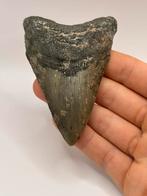 Haaientand Megalodon 9.6 centimeter, Verzamelen, Mineralen en Fossielen, Ophalen of Verzenden, Fossiel