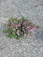 HEBE, Overige soorten, Volle zon, Vaste plant, Ophalen of Verzenden