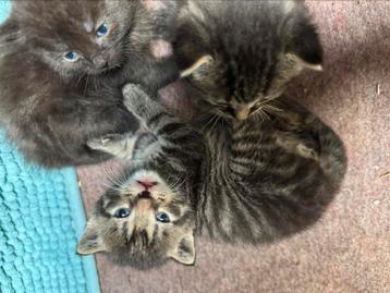 Lieve sociale kittens beschikbaar voor biedingen