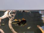 Zwaardragers 5 volwassen vrouwen en een man, Dieren en Toebehoren, Vissen | Aquariumvissen, Vis